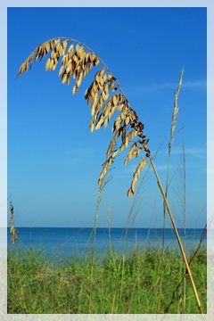 sea oats