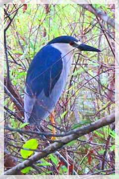 Black-crowned night heron