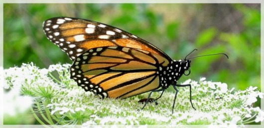 Monarch butterfly - queen anne's lace