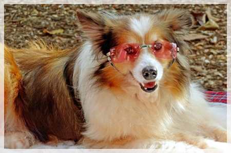 rose colored glasses