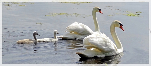 Mute swan - cygnets