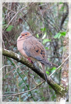 mourning dove