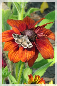 cone flower and butterfly