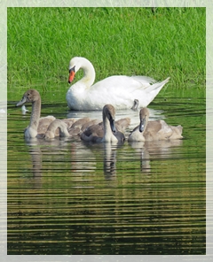 mute swans