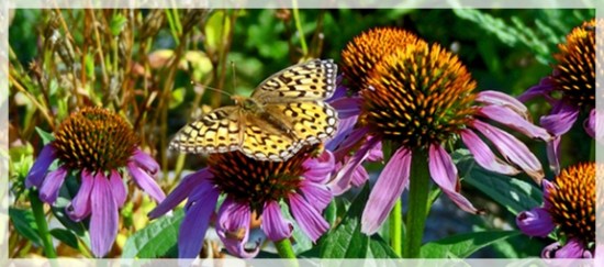 DARK GREEN FRITILLARY