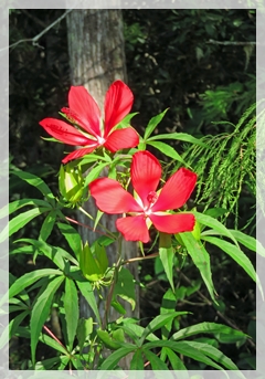 scarlet- swamp hibiscus - Corkscrew Swamp