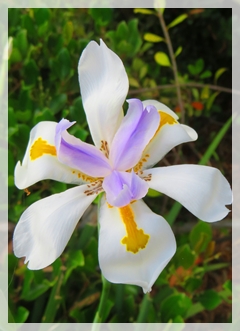 African iris
