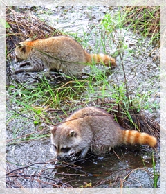 raccoons - Corkscrew swamp sanctuary