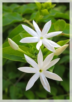 star jasmine