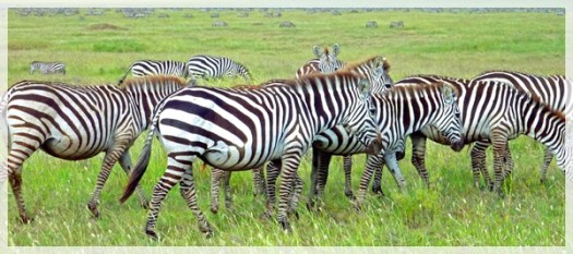 zebras - serengetti - tanzania