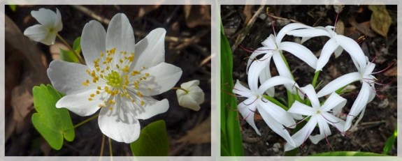 rue anemone - swamp lily