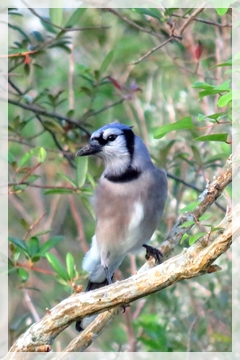 Blue jay