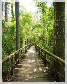 corkscrew swamp sanctuary