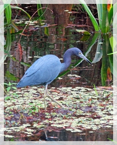 little blue heron