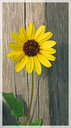 beach sunflower