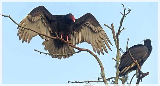 turkey vultures