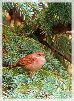 house wren