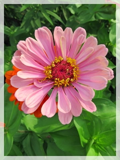 zinnia