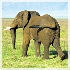 elephant - Tanzania