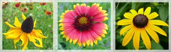 prairie coneflower - blanket flower - black-eyed susan