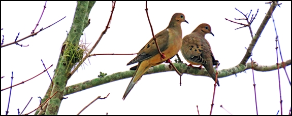 murning doves