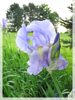 iris
