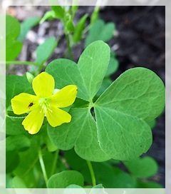 wood sorrel - shamrock