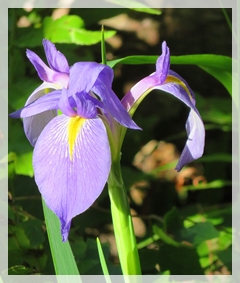 blue flag iris