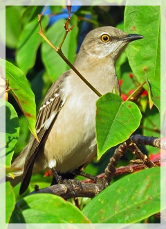northern mockingbird