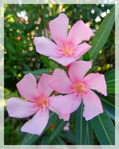 oleander