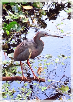 tri-colored heron