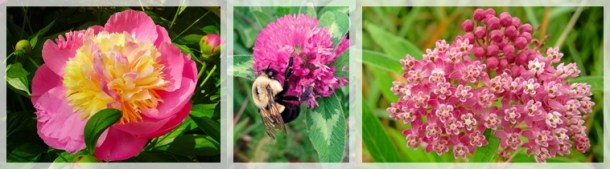 peony - red clover - common milkweed