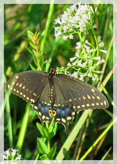 black swallowtail - butterfly
