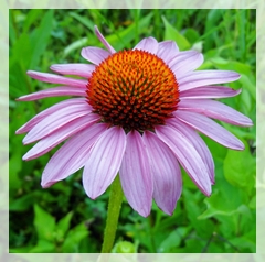 purple coneflower