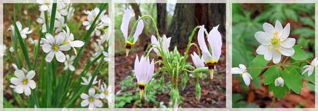 blue eyed grass- shooting star - rue anenome