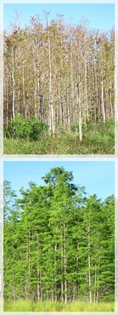 Corkscrew swamp - cypress - dormant