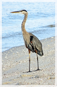 Great Blue Heron
