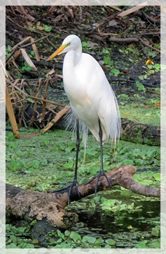 great egret - corkscrew swamp