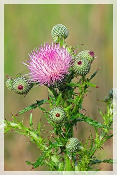 thistle