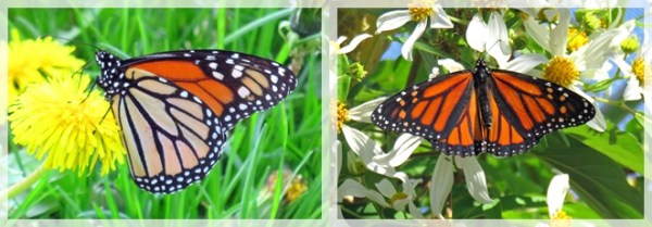 Monarch butteflies