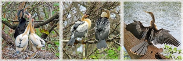 anhinga chicks