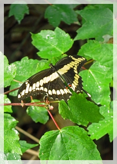 giant swallowtaiil butterfly