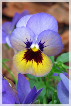 Pansy