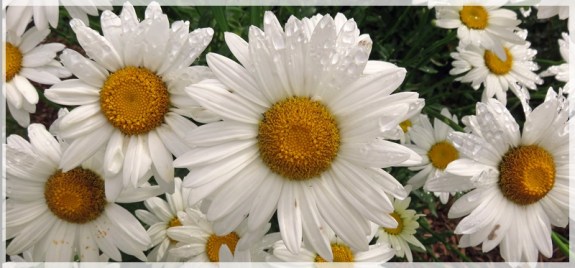 DAISIES