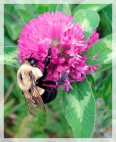 red clover - bee
