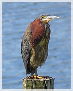 green heron