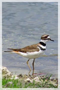 killdeer
