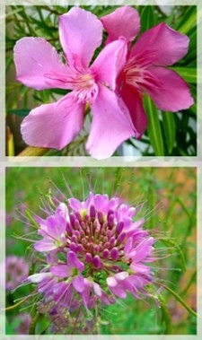 oleander - rocky mt. bee plant