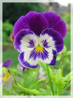 pansy