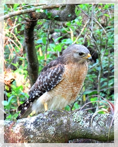 red shouldered hawk